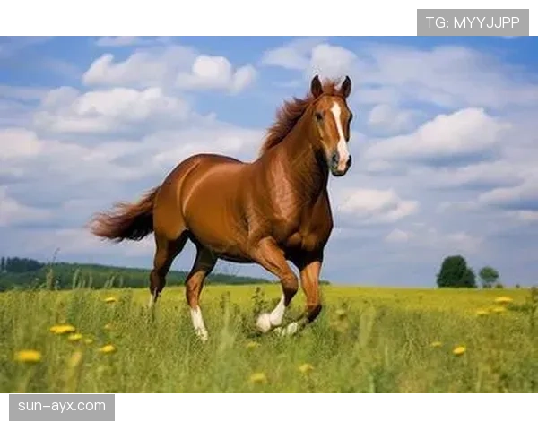 布基纳法索骏马驰骋赛场,展现非洲草原独特魅力